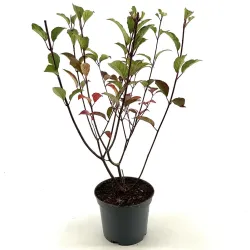 Šluotelinė hortenzija - Hydrangea paniculata FRAISE MELBA