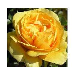Rožė - Rosa Breathtaking (Hargalore)