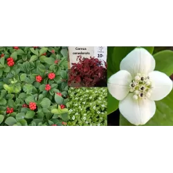 Kanadinės sedulos sodinukai su pristatymu į namus