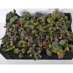 Kanadinės sedulos sodinukai su pristatymu į namus