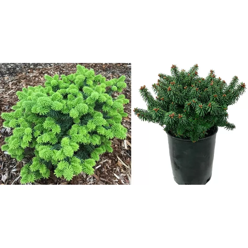 Balzaminis kėnis - Abies balsamea PICCOLO