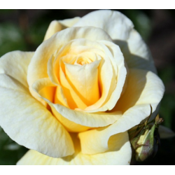 Rožė - Rosa Raphaello (Meikenaro)
