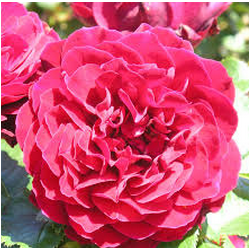 Rožė - Rosa Red Abundance (Harkimono) skiepyta GR
