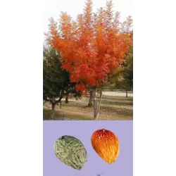 Kininė pistacija - Pistacia chinensis