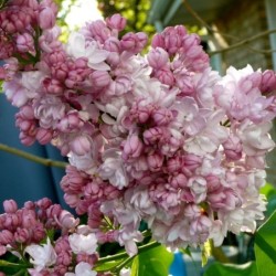 Paprastoji alyva - Syringa vulgaris Krasavitsa Moskvy