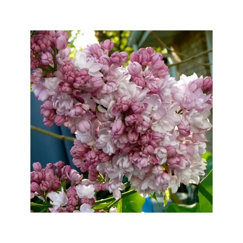 Paprastoji alyva - Syringa vulgaris Krasavitsa Moskvy Paprastoji alyva - Syringa vulgaris Krasavitsa Moskvy