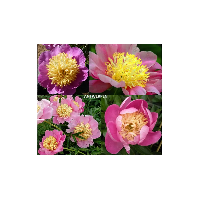Bijūnas (žolinis) - Paeonia (Lactiflora) (LE) Antwerpen DYDIS 2-5 P20,5C3 AA kokybė užaugintas vazone