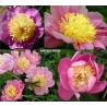 Bijūnas (žolinis) - Paeonia (Lactiflora) (LE) Antwerpen DYDIS 2-5 P20,5C3 AA kokybė užaugintas vazone