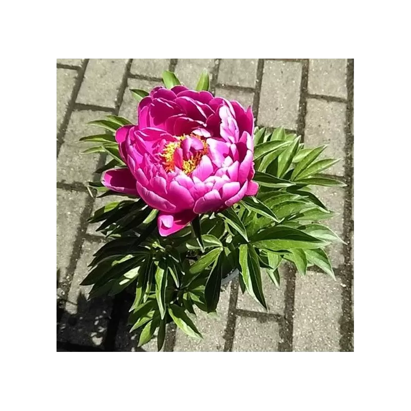 Bijūnų Sword Dance sodinukai su pristatymu į namus