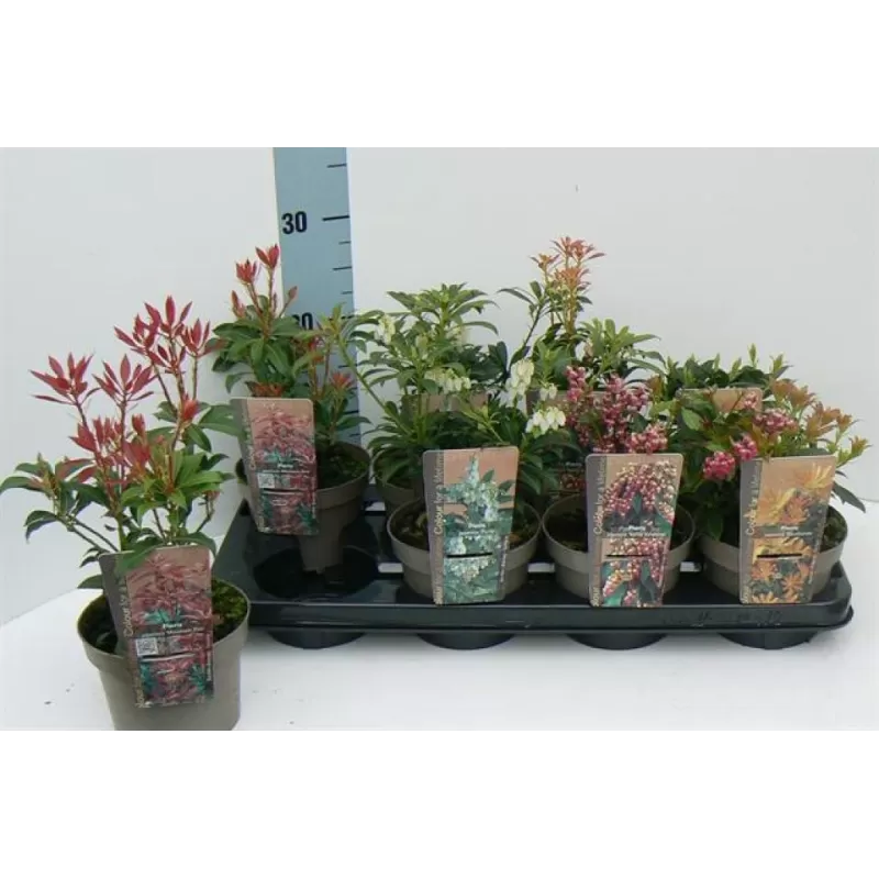 Japoninis bereinutis 'Little Heath Variegata' - Pieris japonica 'Little Heath Variegata'