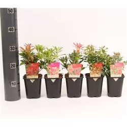 Japoninis bereinutis 'Little Heath Variegata' - Pieris japonica 'Little Heath Variegata'