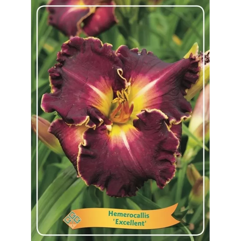 Hemerocallis Excellent