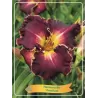 Viendienė - Hemerocallis Excellent