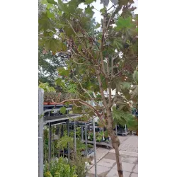 Paprastasis klevas - Acer platanoides CRIMSON SENTRY