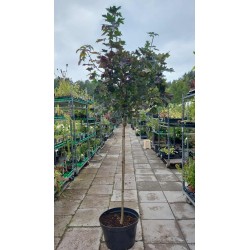 Paprastasis klevas - Acer platanoides CRIMSON SENTRY