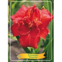 Hemerocallis Moses Fire