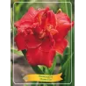 Hemerocallis Moses Fire