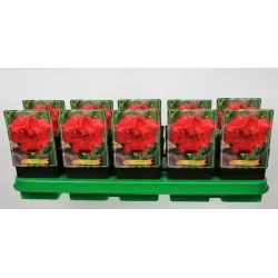 Hemerocallis Moses Fire