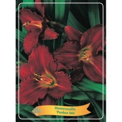 Hemerocallis Pardon me