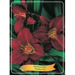 Viendienė - Hemerocallis Pardon me