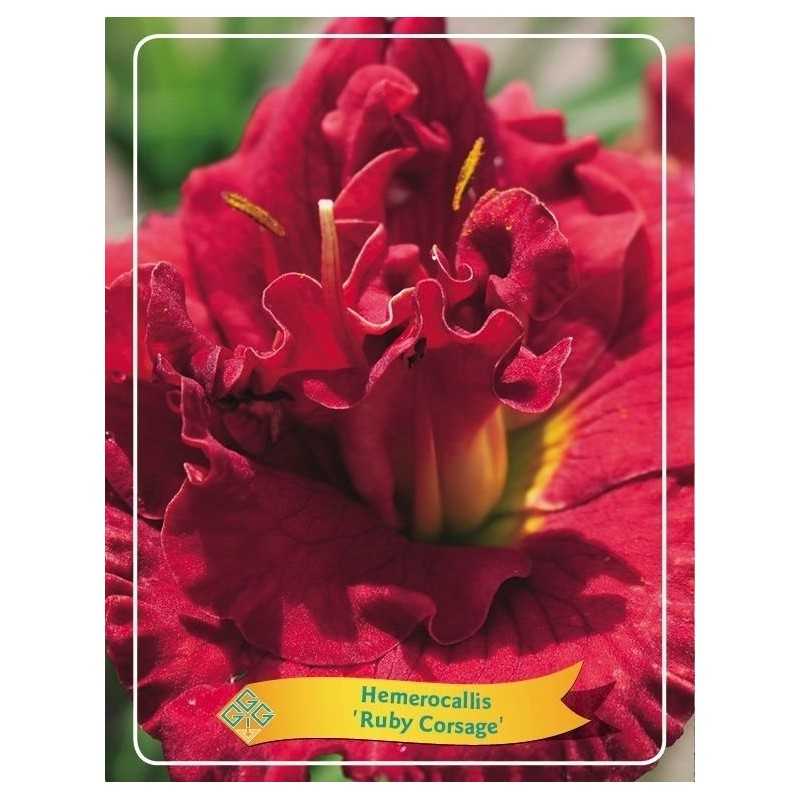 Hemerocallis Ruby Corsage