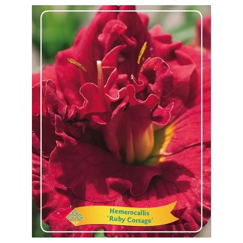 Hemerocallis Ruby Corsage