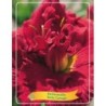 Hemerocallis Ruby Corsage