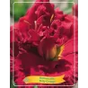 Hemerocallis Ruby Corsage