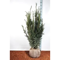 Taxus media HICKSII