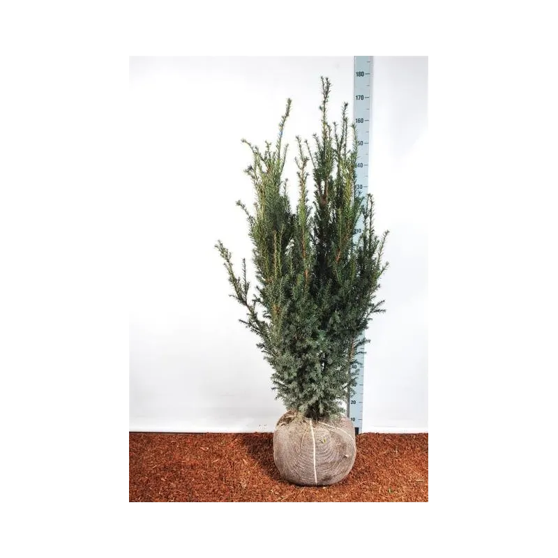 Taxus media HICKSII