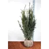 Taxus media HICKSII