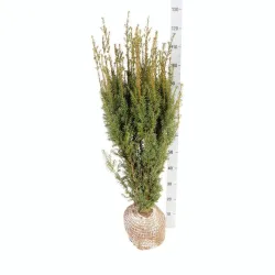 Tarpinis kukmedis - Taxus media HICKSII
