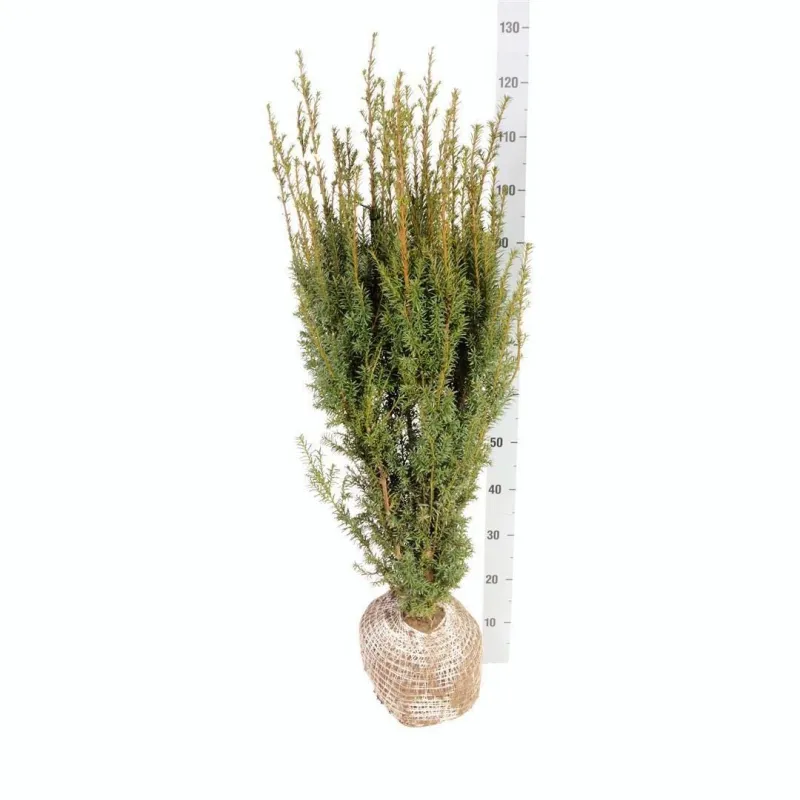 Tarpinis kukmedis - Taxus media HICKSII