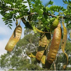 Tridyglė gledičija - Gleditsia triacanthos