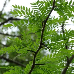 Tridyglė gledičija - Gleditsia triacanthos