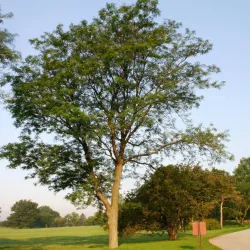 Tridyglė gledičija - Gleditsia triacanthos