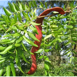 Tridyglė gledičija