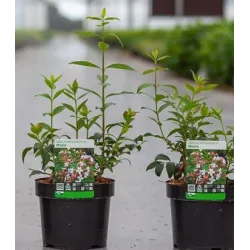 Kvapusis vytmenys - Abelia mosanensis MONIA