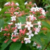 Stambiažiedis (blizgantysis) vytmenys - Abelia grandiflor