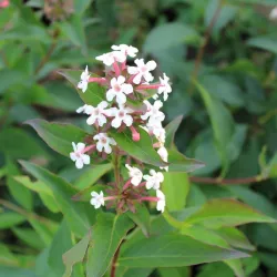 Stambiažiedis (blizgantysis) vytmenys - Abelia grandiflor