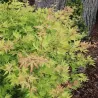 Plaštakinis klevas - Acer palmatum METAMORPHOSA