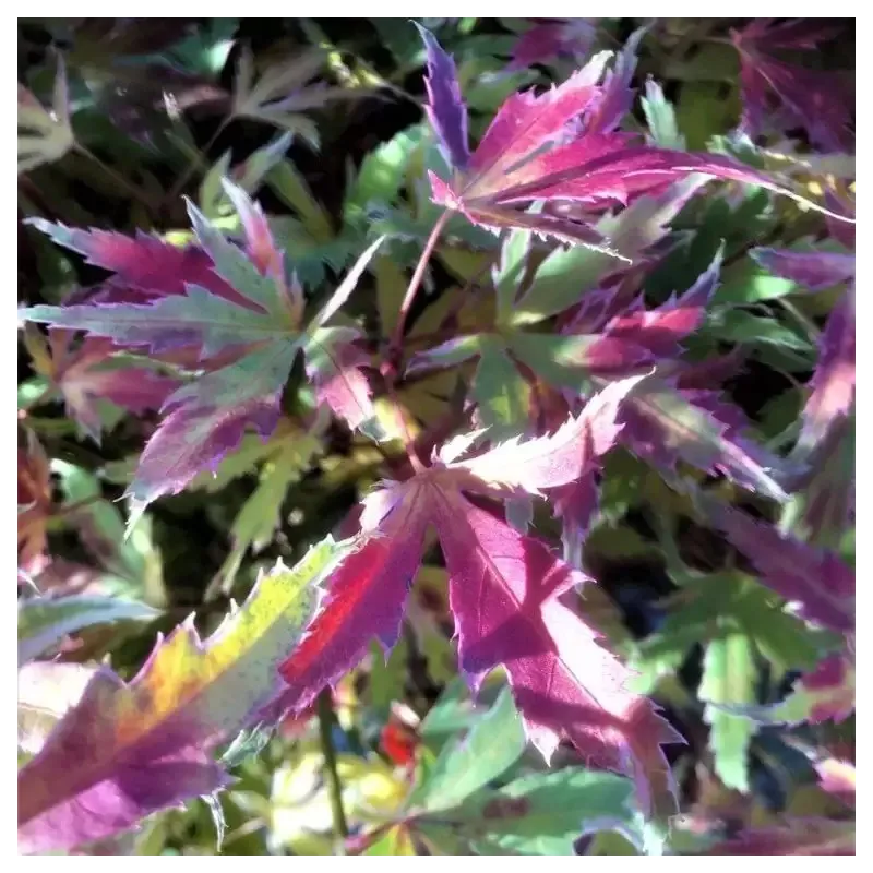 Plaštakinis klevas - Acer palmatum METAMORPHOSA