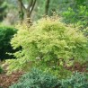 Acer palmatum METAMORPHOSA
