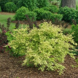 Acer palmatum METAMORPHOSA