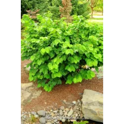 Cercis chinensis AVONDALE