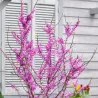 Cercis chinensis AVONDALE
