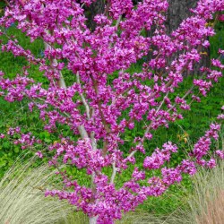 Kininis cercis - Cercis chinensis AVONDALE