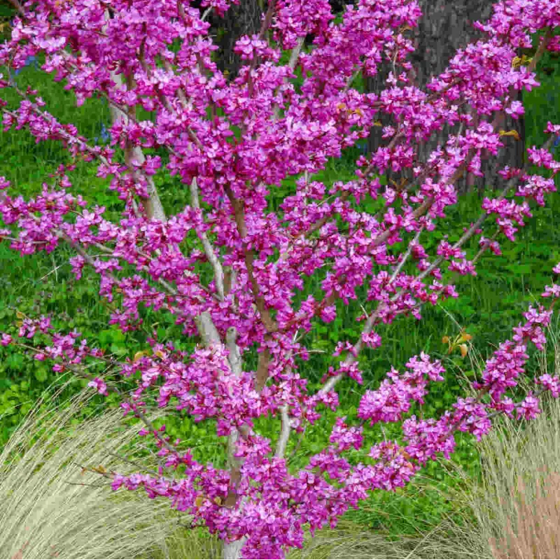 Cercis chinensis AVONDALE