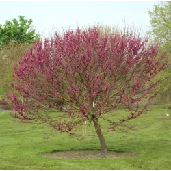 Cercis chinensis AVONDALE