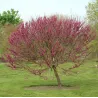 Kininis cercis - Cercis chinensis AVONDALE